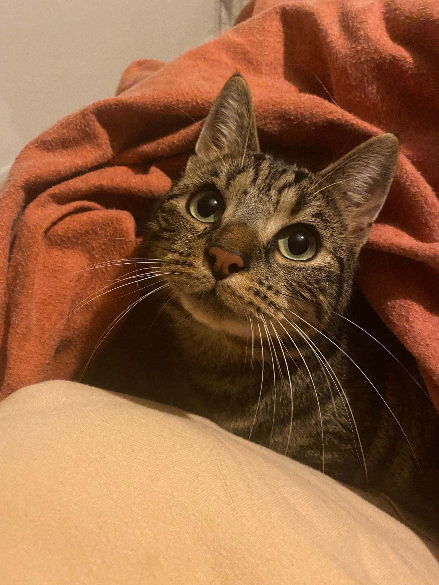 Loki